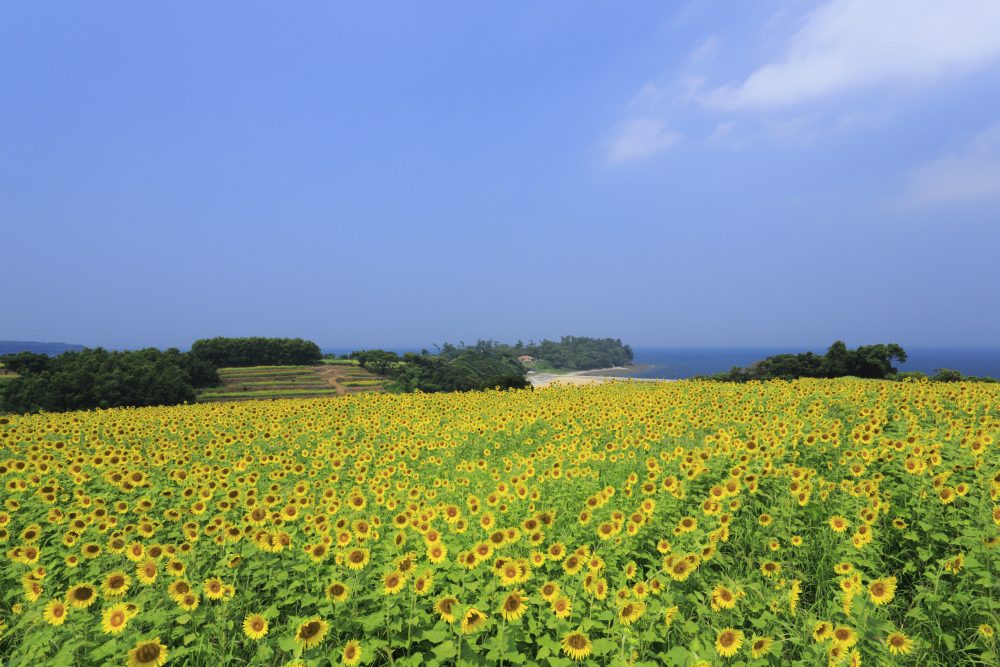 Nagasakihana