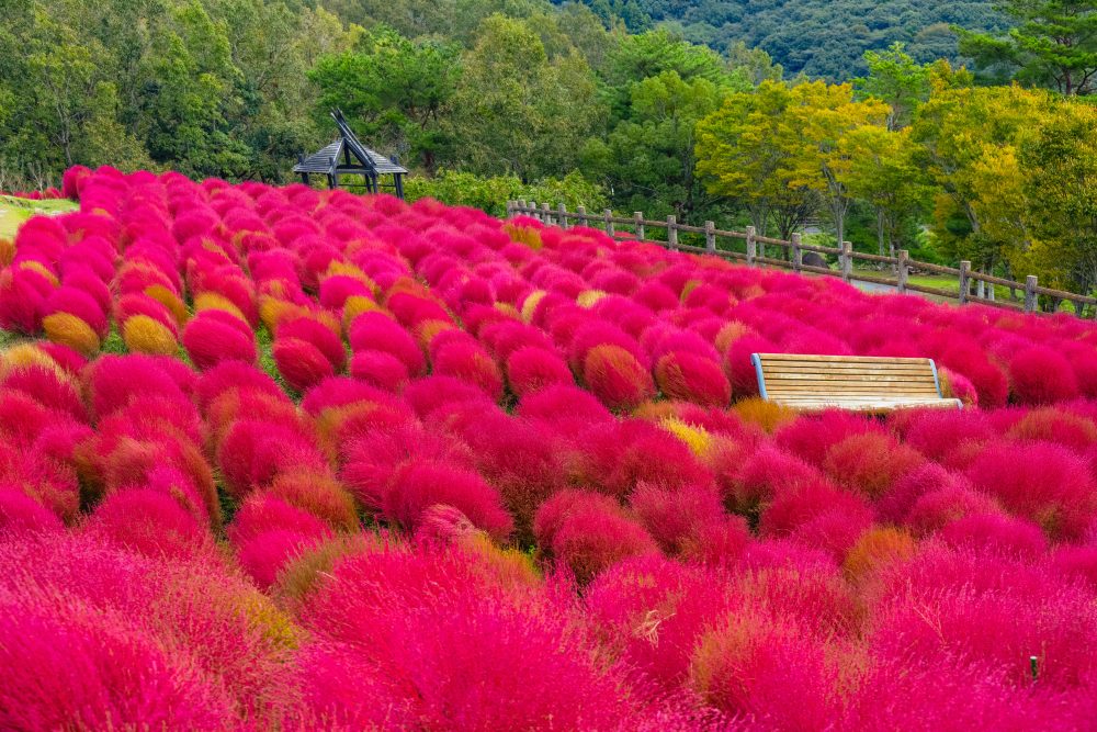 Ruru Park (Oita Agricultural Culture Park)