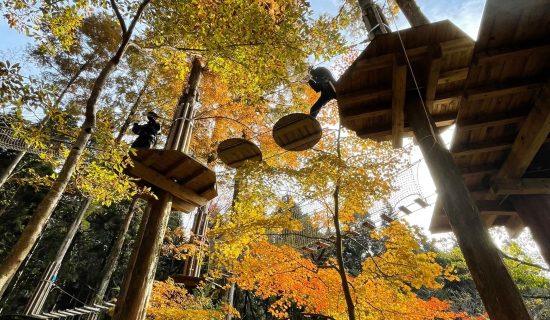 [With experience ticket] Forest Adventure Beppu's Canopy Course Experience / With All-Inclusive