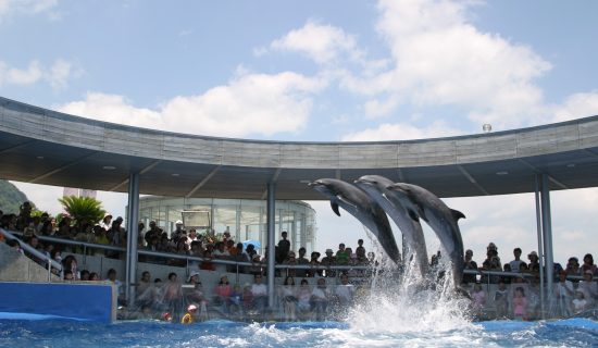Oita Marine Palace Aquarium "Umitamago"
