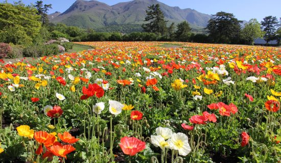 Kuju Flower Park