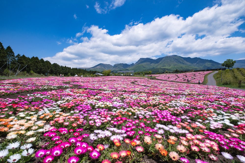 A superb view spot you want to visit when you go to Oita
