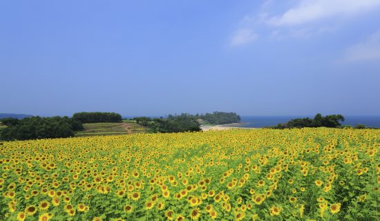 Nagasakihana