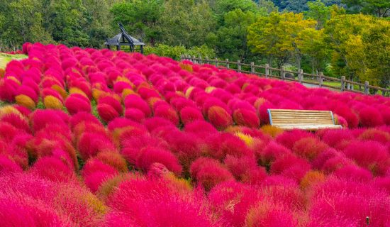 Ruru Park (Oita Agricultural Culture Park)