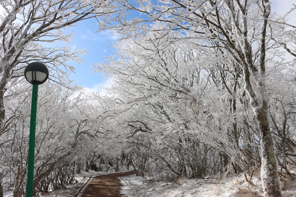 Winter Recommended Activities in Oita Prefecture
