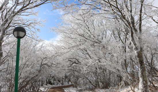 Winter Recommended Activities in Oita Prefecture