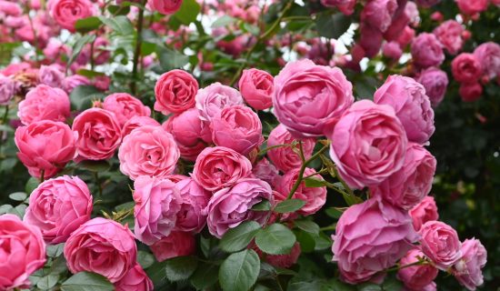 A holiday where you can feel the changing seasons at Ogami Farm