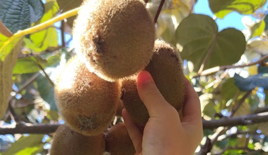 [Kiwi Fruit Picking & Blueberry Picking] Sumato Farm - Kitsuki