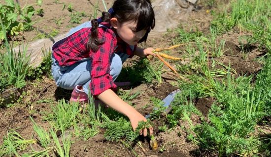 벳푸만을 한눈에 볼 수 있는 농원 「Farm Sam」에서의 수확 체험
