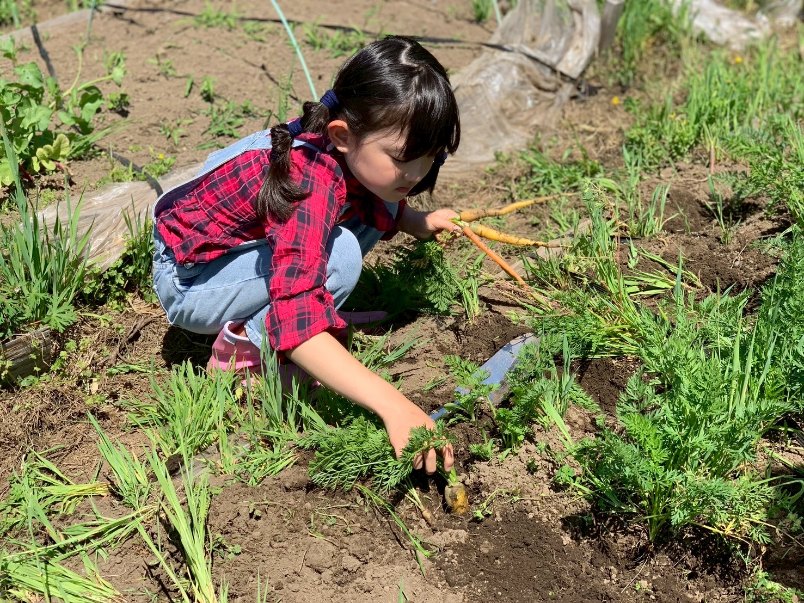 벳푸만을 한눈에 볼 수 있는 농원 「Farm Sam」에서의 수확 체험