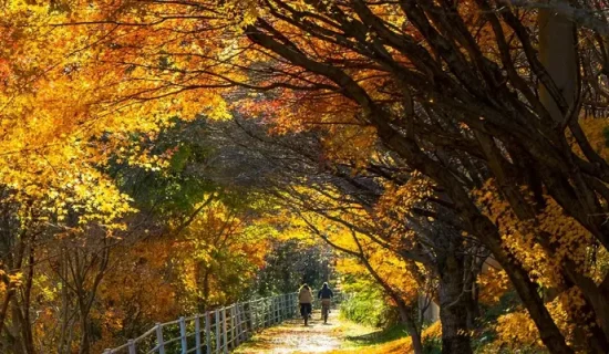 야마케이 일본 유산 개인 가이드 투어