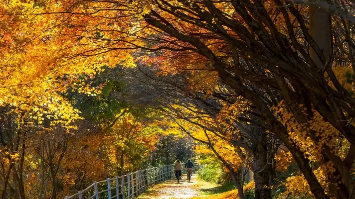 야마케이 일본 유산 개인 가이드 투어