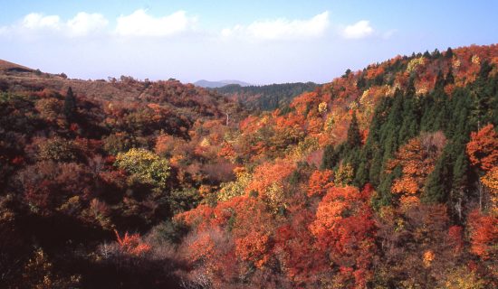 見どころ満載　秋の大分