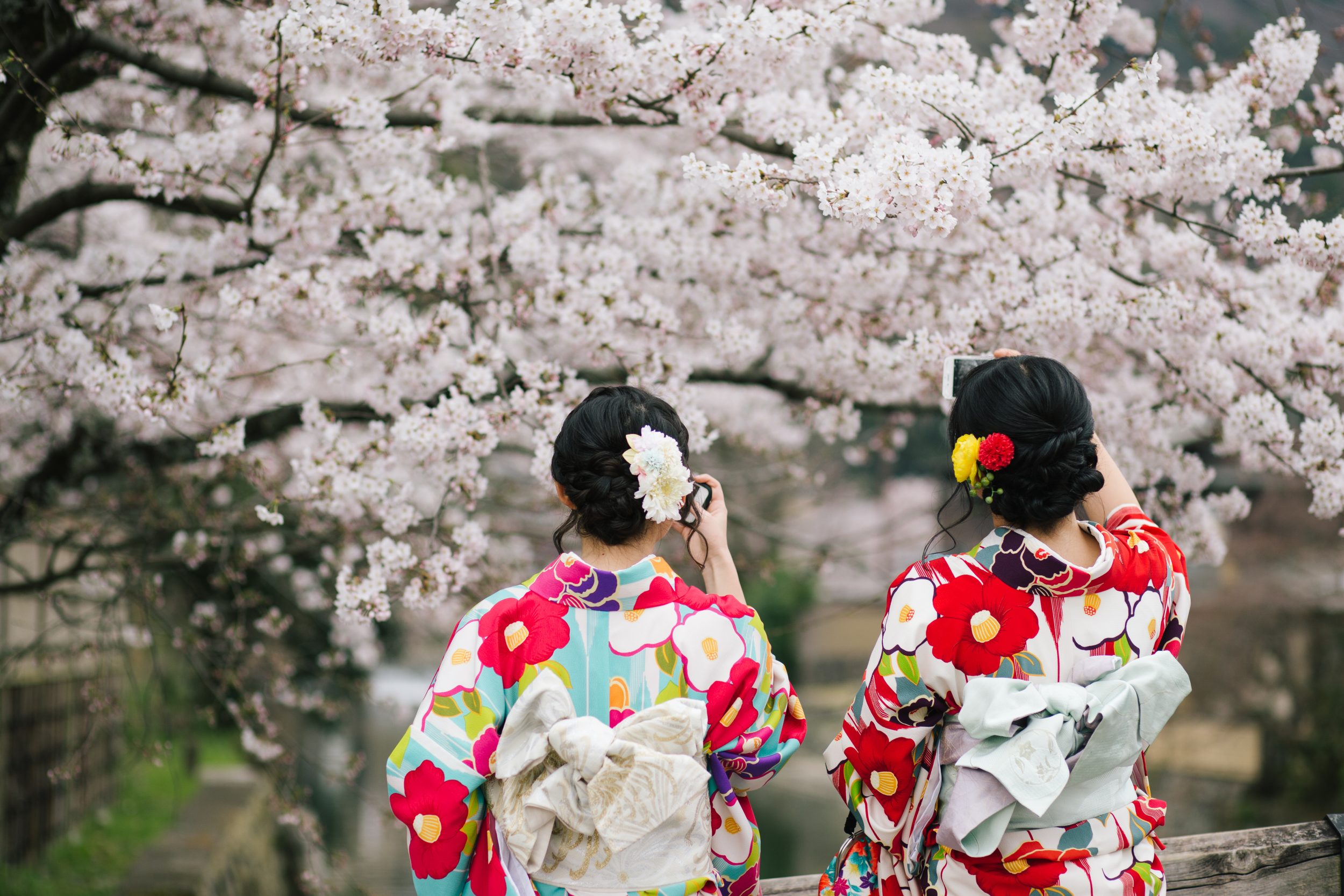 海を借景に咲き誇る桜の下を、着物姿でそぞろ歩く