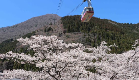 春におすすめ周辺スポット